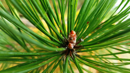 spikes plant spruceの写真素材