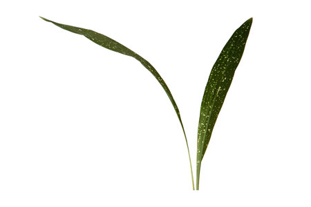 Green leaves of eucalyptus, isolated on white backgroundの写真素材