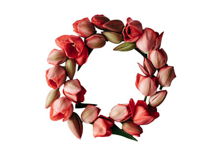 Floral wreath of red tulips isolated on white background.の写真素材