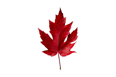 #5085 Red leaf isolated on a transparent backgroundの写真素材