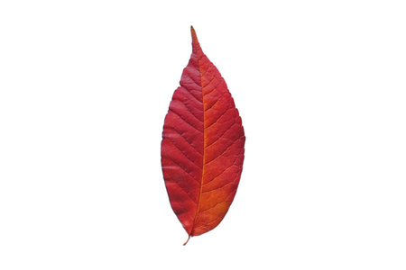 #5118 Red leaf isolated on a transparent backgroundの写真素材