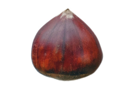 chestnut isolated on white background close-up. studio photo.の写真素材