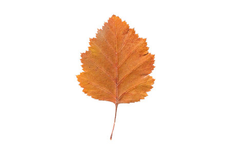 #5134 Orange leaf isolated on a transparent backgroundの写真素材