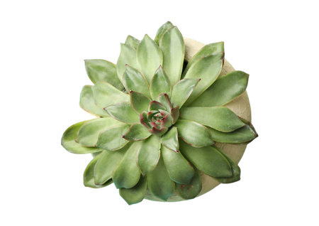 Succulent plant isolated on white background. top view. Flat lay.の写真素材