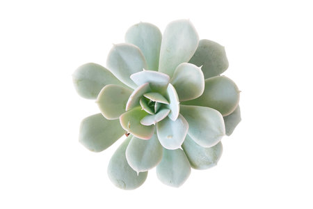Succulent plant isolated on white background. Flat lay, top view.の写真素材
