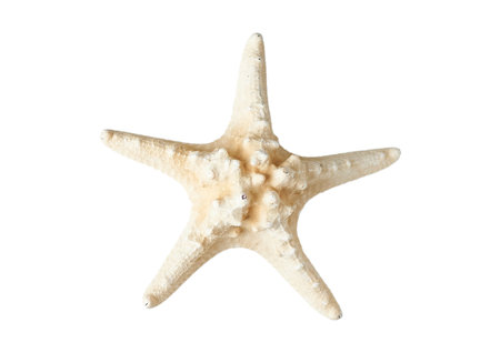 Starfish isolated on white background. top view. Flat lay.の写真素材