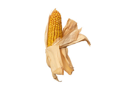 #3077 Corn cob isolated on a transparent backgroundの写真素材