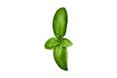 #3147 Condiments fresh basil isolated on a transparent backgroundの写真素材