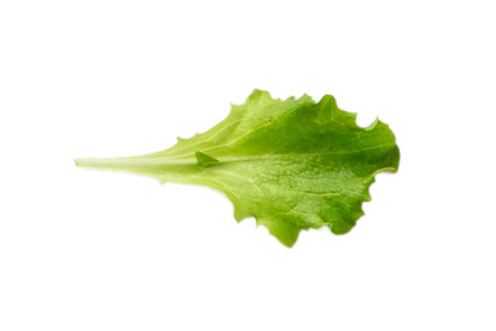 #3199 Lettuce leaf isolated on a transparent backgroundの写真素材