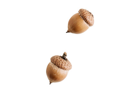 Acorns isolated on white background. Clipping Paths included.の写真素材