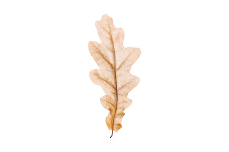 #3782 Dried leaf isolated on a transparent backgroundの写真素材