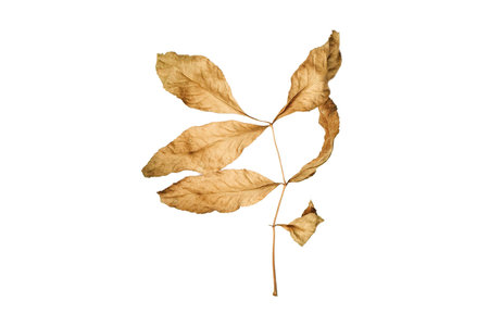 #3812 Dried leaves isolated on a transparent backgroundの写真素材