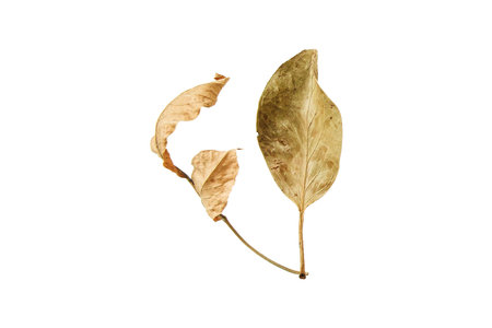 Dry leaves isolated on white background. Dried leaves isolated on white backgroundの写真素材