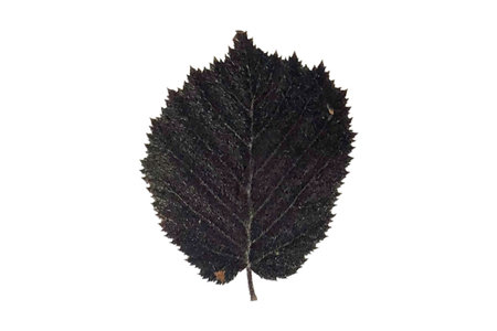black leaf isolated on white background. macro. studio. picture.