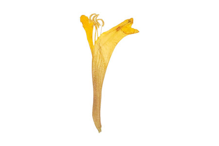 Yellow flower of Lonicera caprifolia, isolated on white backgroundの写真素材