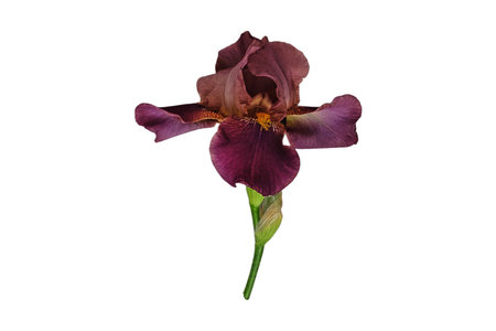 #3910 Brown flower isolated on a transparent backgroundの写真素材