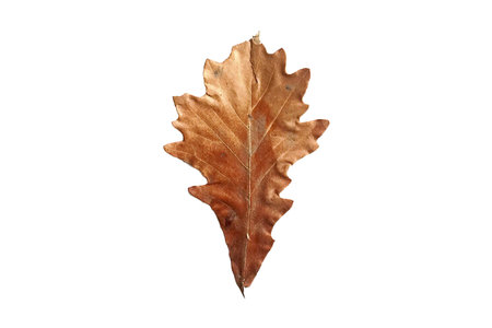 #3826 Dried leaves isolated on a transparent backgroundの写真素材