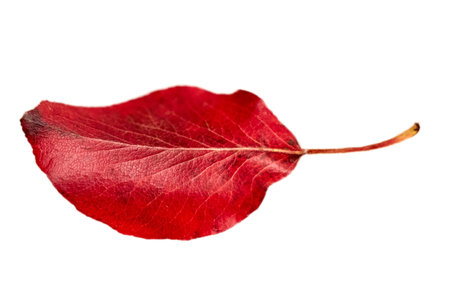 #4060 Red leaf isolated on a transparent backgroundの写真素材