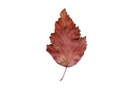 #4093 Brown dried leaf isolated on a transparent background