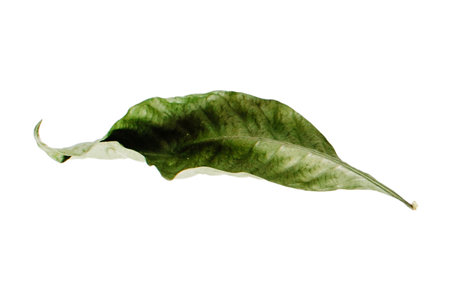 #4121 Green dried leaf isolated on a transparent backgroundの写真素材