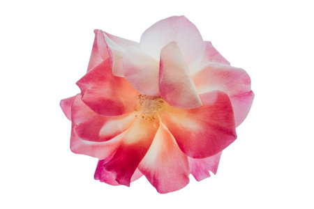 #4489 Red flower isolated on a transparent backgroundの写真素材