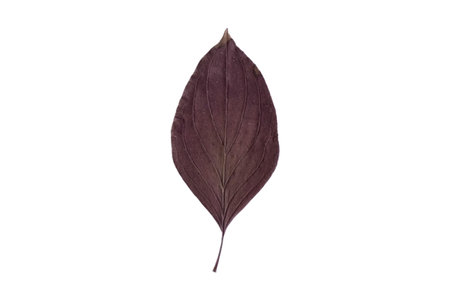 Purple leaf isolated on white background. Flat lay, top view.の写真素材