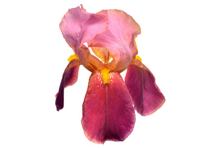 iris flower isolated on white background close-up. horizontal photo.の写真素材