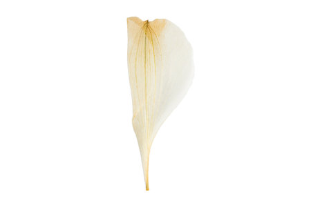 #6261 Beige petals isolated on a transparent backgroundの写真素材