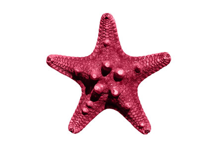 Red starfish isolated on a white background. 3d render.の写真素材