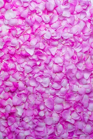 Pink rose petals. Valentine's day background.の写真素材