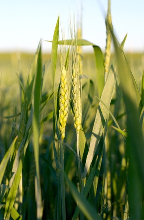 closeup of a green ears of wheatの写真素材