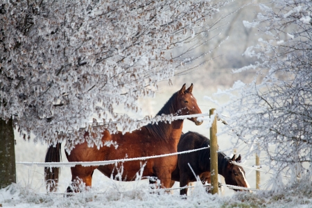 Two horses in a winter landscape, looking over a fenceの写真素材