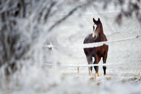 Horse behind a fence in a winter landscapeの写真素材