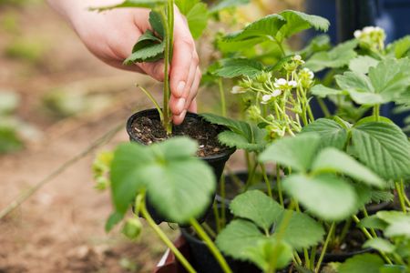 Woman (close up on hand) planting strawberry seedling in her gardenの写真素材