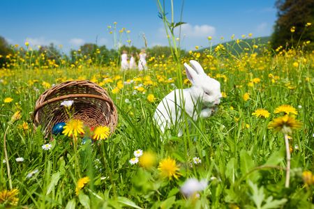Easter bunny on a beautiful spring meadow with dandelions in front of a basket with Easter eggs; children in the background coming on an Egg hunt の写真素材