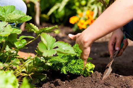 Gardening in summer - woman planting strawberries in a bedの写真素材