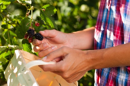 Woman (only hands) harvesting berries in garden with wooden basketの写真素材