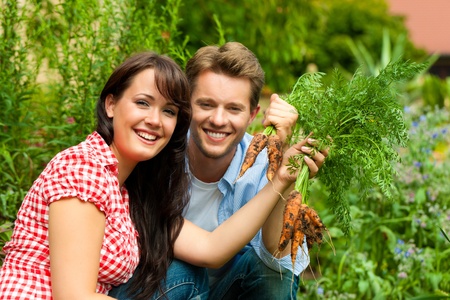Gardening in summer - happy couple harvesting carrots and having lots of funの写真素材