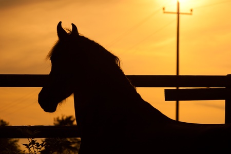 Horse in sunset out at feedの写真素材