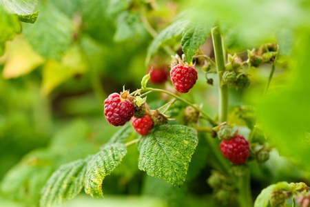 Raspberry bush in a garden; close-upの写真素材