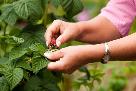 Gardening - woman harvesting fresh raspberries in her garden on a sunny dayの写真素材