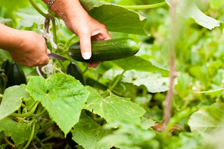 Woman harvesting zucchini in her garden, cutting them with a knife の写真素材