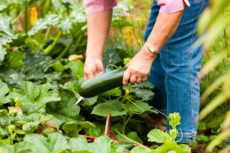 Woman harvesting zucchini in her garden, cutting them with a knife and putting them in a basketの写真素材