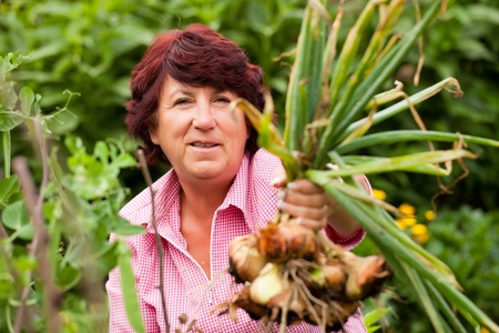 Woman harvesting onions in her garden, FOCUS ON ONIONSの写真素材