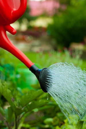Gardening in summer - someone watering flowers with a red watering canの写真素材