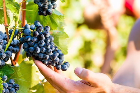 Winemaker man picking grapes at harvest time in the sunshine