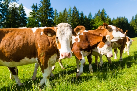 Cattle stand on a pasture in the mountains in summerの写真素材