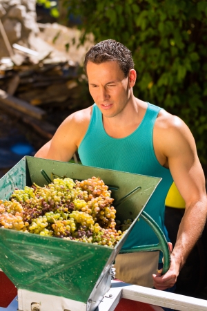 Winegrower working with a wheel of a grape harvesting machine to squeeze many grapes  の写真素材