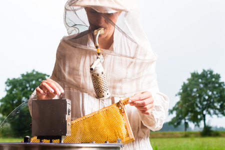 Beekeeper filling honeycombs in honey extractorの写真素材