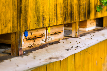 Beeyard or beehive at apiaryの写真素材